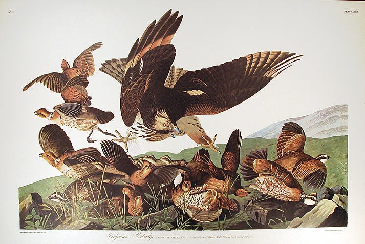 Item #7405 Virginian Partridge. From "The Birds of America" (Amsterdam Edition). John James AUDUBON.