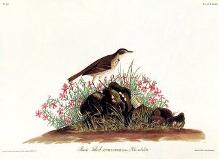 Item #7409 Prairie Titlark. From "The Birds of America" (Amsterdam Edition). John James AUDUBON