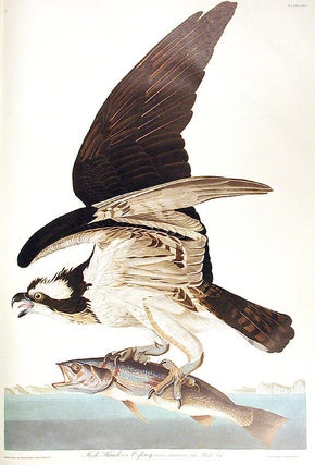 Item #7410 Fish Hawk, or Osprey. From "The Birds of America" (Amsterdam Edition). John...