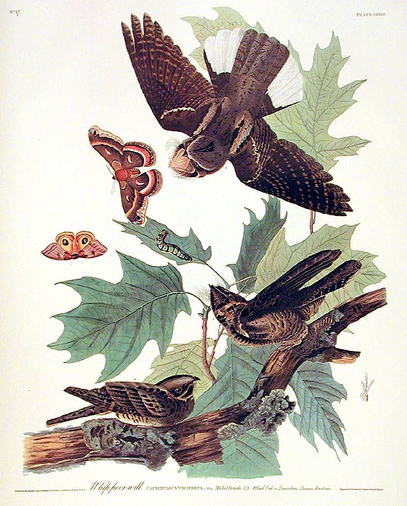 Item #7411 Whip-poor-will. From "The Birds of America" (Amsterdam Edition). John James AUDUBON.