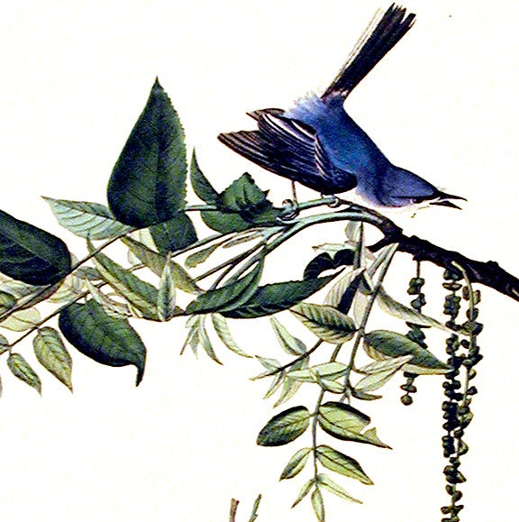 Antique Images: Flying Birds Drawings Blue Jay Artwork Animal