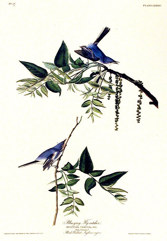 Item #7414 Blue-grey Fly-catcher. From "The Birds of America" (Amsterdam Edition). John James AUDUBON.