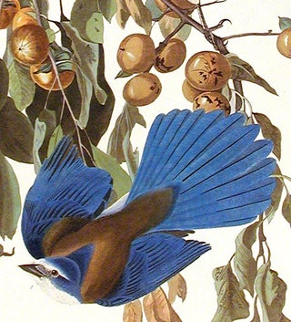 Florida Jay. From "The Birds of America" (Amsterdam Edition)