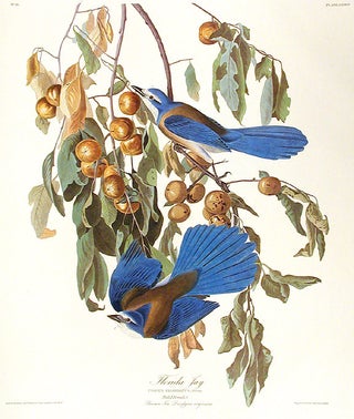 Item #7418 Florida Jay. From "The Birds of America" (Amsterdam Edition). John James AUDUBON