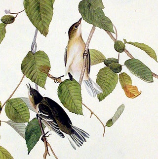 Autumnal Warbler. From "The Birds of America" (Amsterdam Edition)