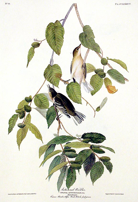 Item #7420 Autumnal Warbler. From "The Birds of America" (Amsterdam Edition). John James AUDUBON.