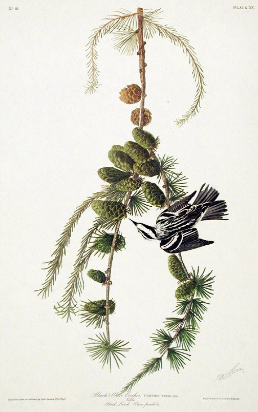 Item #7422 Black and White Creeper. From "The Birds of America" (Amsterdam Edition). John James AUDUBON.