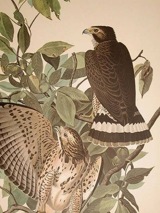 Broad-winged Hawk. From "The Birds of America" (Amsterdam Edition)