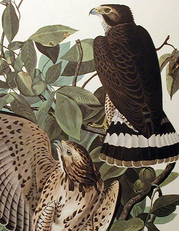 Item #7423 Broad-winged Hawk. From "The Birds of America" (Amsterdam Edition). John James AUDUBON.