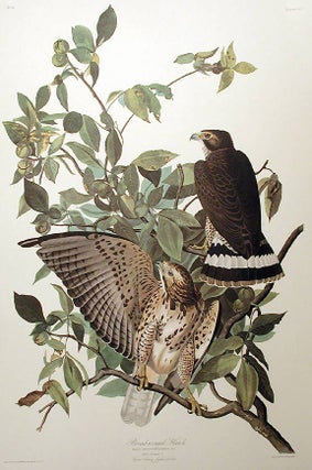 Broad-winged Hawk. From "The Birds of America" (Amsterdam Edition)