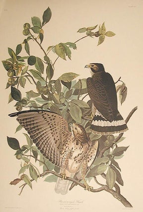 Broad-winged Hawk. From "The Birds of America" (Amsterdam Edition)