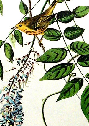 Yellow-poll Warbler. From "The Birds of America" (Amsterdam Edition)