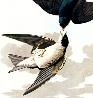 White-bellied Swallow. From "The Birds of America" (Amsterdam Edition)