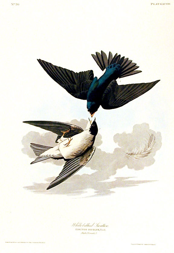 Item #7435 White-bellied Swallow. From "The Birds of America" (Amsterdam Edition). John James AUDUBON.