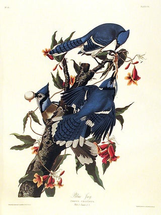 Item #7439 Blue Jay. From "The Birds of America" (Amsterdam Edition). John James AUDUBON