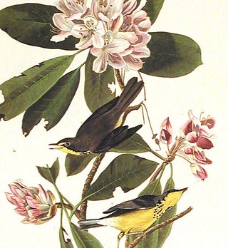 Canada Warbler. From "The Birds of America" (Amsterdam Edition)