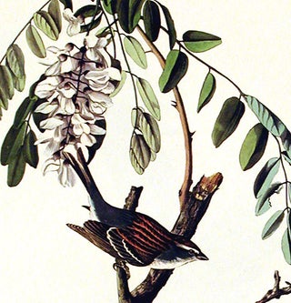 Chipping Sparrow. From "The Birds of America" (Amsterdam Edition)
