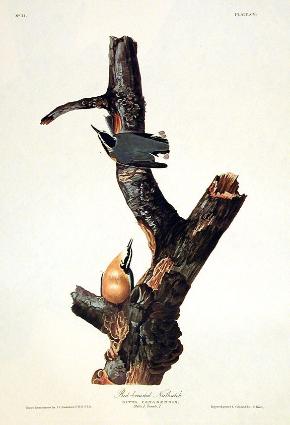 Item #7442 Red-breasted Nuthatch. From "The Birds of America" (Amsterdam Edition). John James AUDUBON.