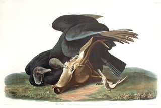 Item #7443 Black Vulture or Carrion Crow. From "The Birds of America" (Amsterdam Edition). John...