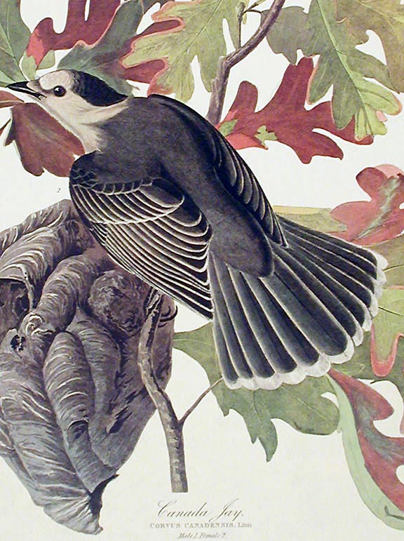 Item #7444 Canada Jay. From "The Birds of America" (Amsterdam Edition). John James AUDUBON.