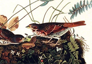 Fox-coloured Sparrow. From "The Birds of America" (Amsterdam Edition)