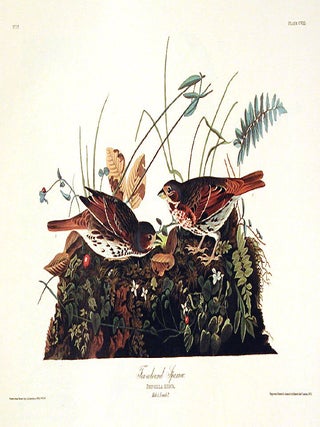 Item #7445 Fox-coloured Sparrow. From "The Birds of America" (Amsterdam Edition). John...