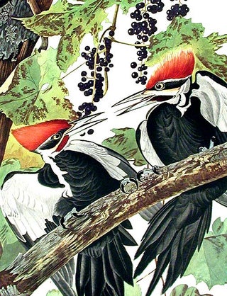 Pileated Woodpecker. From "The Birds of America" (Amsterdam Edition)
