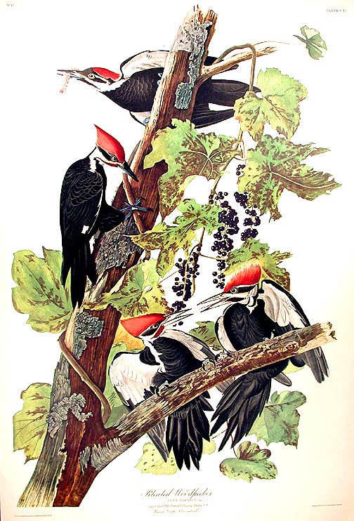 Item #7448 Pileated Woodpecker. From "The Birds of America" (Amsterdam Edition). John James AUDUBON.