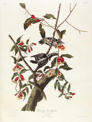 Item #7449 Downy Woodpecker. From "The Birds of America" (Amsterdam Edition). John...