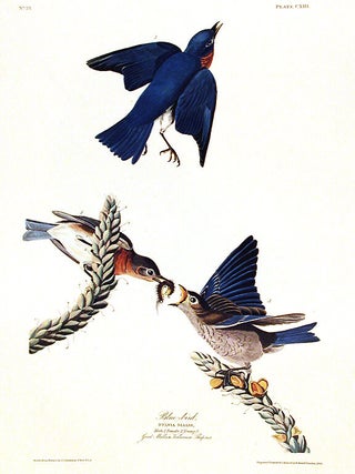 Item #7450 Blue-bird. From "The Birds of America" (Amsterdam Edition). John James AUDUBON