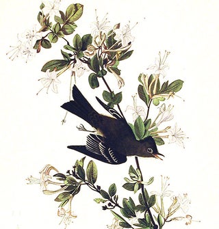 Wood Pewee. From "The Birds of America" (Amsterdam Edition)