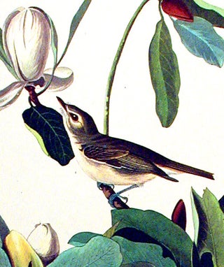 Warbling Flycatcher. From "The Birds of America" (Amsterdam Edition)