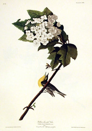 Item #7457 Yellow-throated Vireo. From "The Birds of America" (Amsterdam Edition). John James...