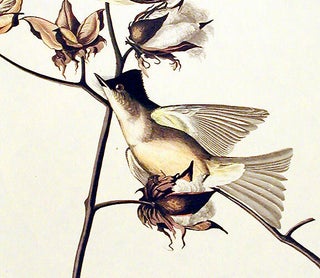 Pewit Flycatcher. From "The Birds of America" (Amsterdam Edition)