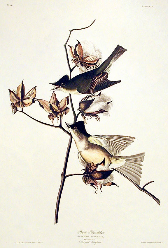 Item #7458 Pewit Flycatcher. From "The Birds of America" (Amsterdam Edition). John James AUDUBON.