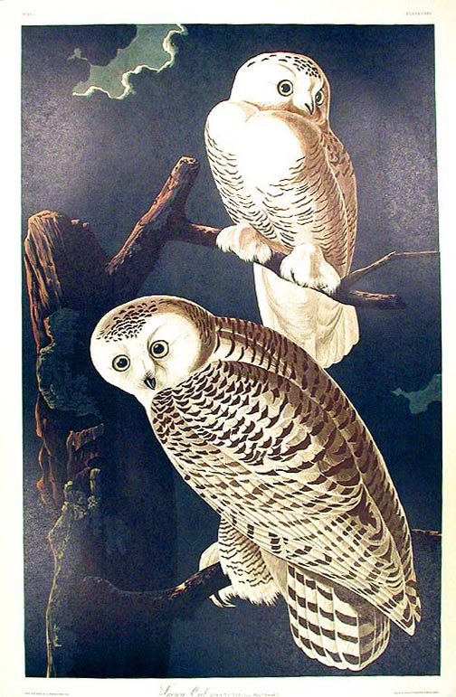Item #7460 Snowy Owl. From "The Birds of America" (Amsterdam Edition). John James AUDUBON.