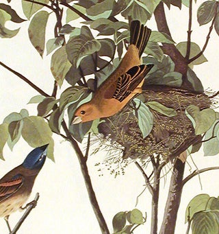 Blue Grosbeak. From "The Birds of America" (Amsterdam Edition)