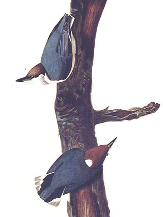 Brown headed Nuthatch. From "The Birds of America" (Amsterdam Edition)