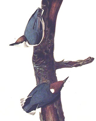 Brown headed Nuthatch. From "The Birds of America" (Amsterdam Edition)