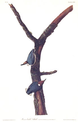 Item #7464 Brown headed Nuthatch. From "The Birds of America" (Amsterdam Edition). John James...