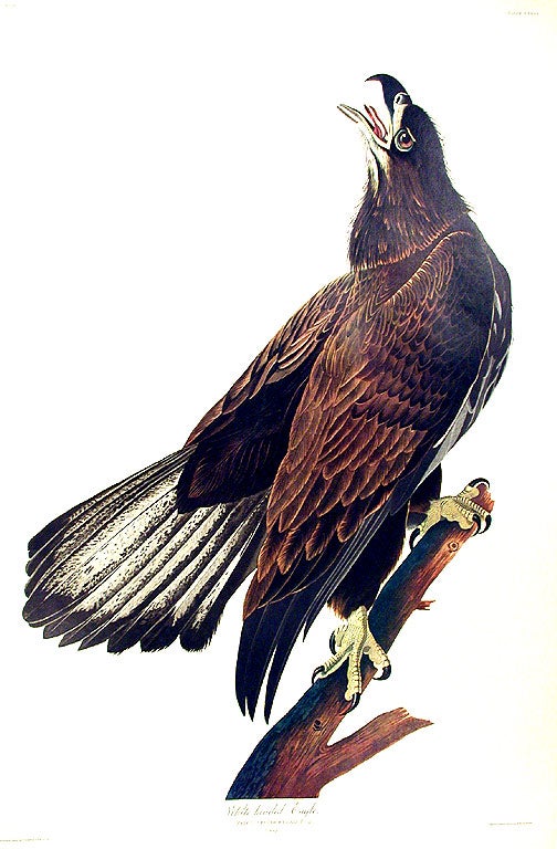 Item #7465 White headed Eagle. From "The Birds of America" (Amsterdam Edition). John James AUDUBON.