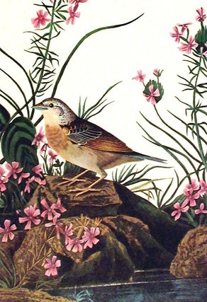 Yellow-winged Sparrow. From "The Birds of America" (Amsterdam Edition)