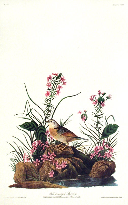 Item #7469 Yellow-winged Sparrow. From "The Birds of America" (Amsterdam Edition). John James AUDUBON.
