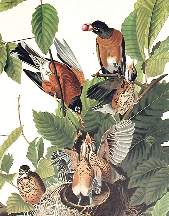 audubon birds robin