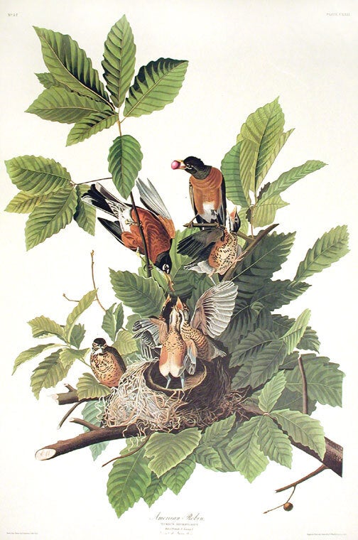 Item #7470 American Robin. From "The Birds of America" (Amsterdam Edition). John James AUDUBON.