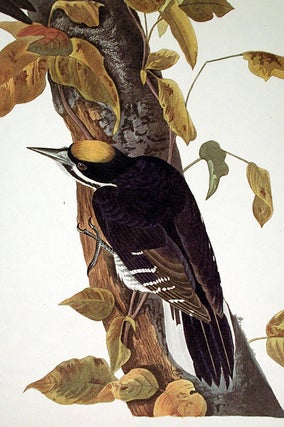 Three-toed Woodpecker. From "The Birds of America" (Amsterdam Edition)