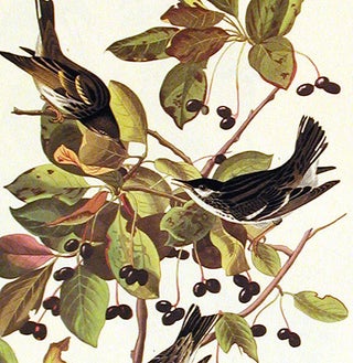 Black-poll Warbler. From "The Birds of America" (Amsterdam Edition)