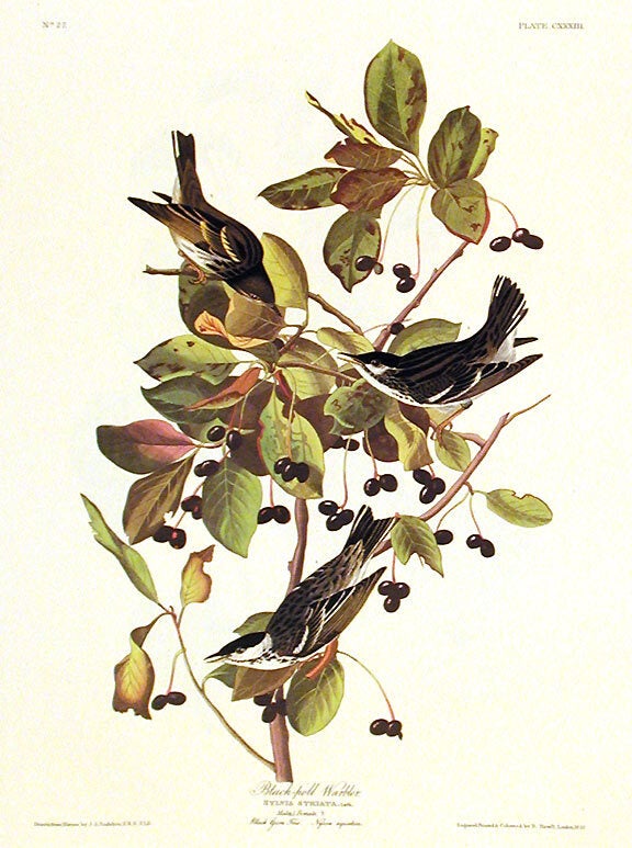 Item #7472 Black-poll Warbler. From "The Birds of America" (Amsterdam Edition). John James AUDUBON.