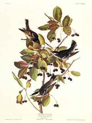Item #7472 Black-poll Warbler. From "The Birds of America" (Amsterdam Edition). John...