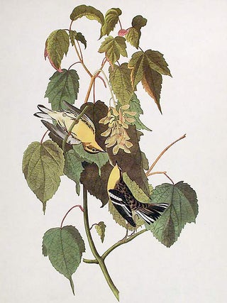 Hemlock Warbler. From "The Birds of America" (Amsterdam Edition)